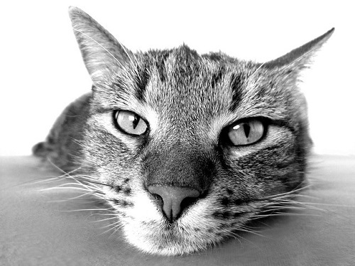 Senior Citizens’ Mental Health Can Benefit from Owning A Cat