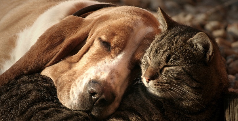 Are Dogs or Cats Better for Seniors?