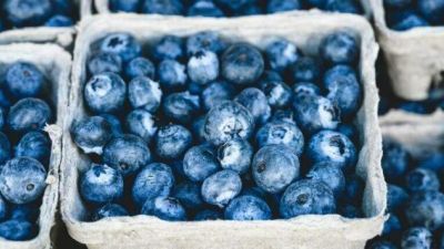 Top Foods to Boost Immune System