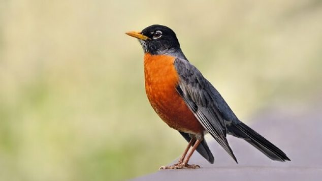 Attracting Birds: The Upside of Downsizing