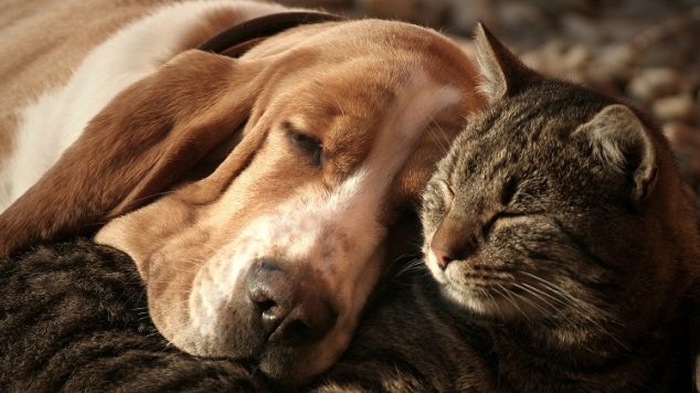 Are Dogs or Cats Better for Seniors?